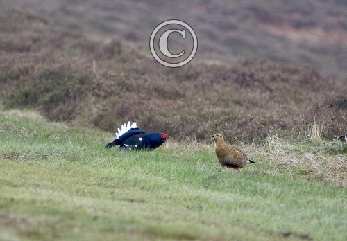 Pair Black Grouse DM1011
